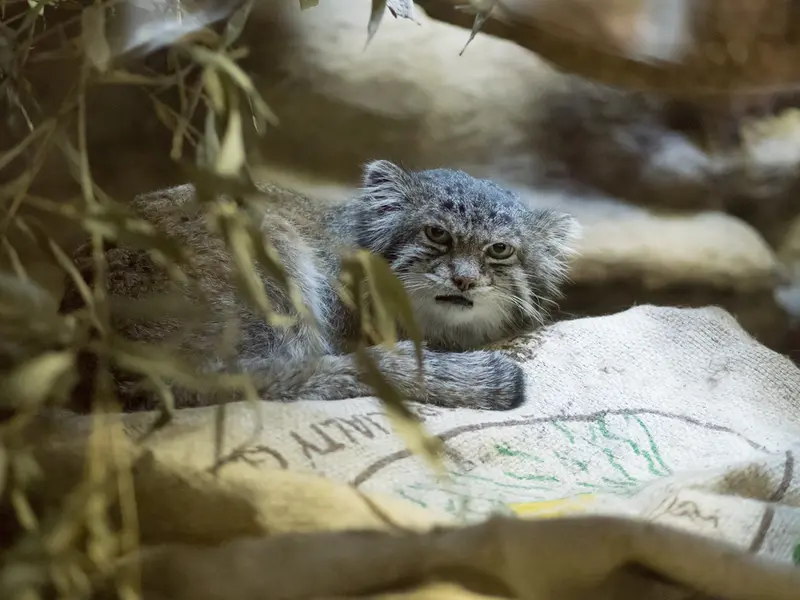 Фотография Клёна в Зоопарке Уено