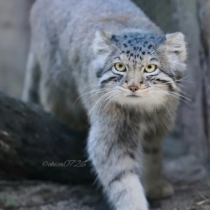 Фотография Нагому в Царстве Животных Насу