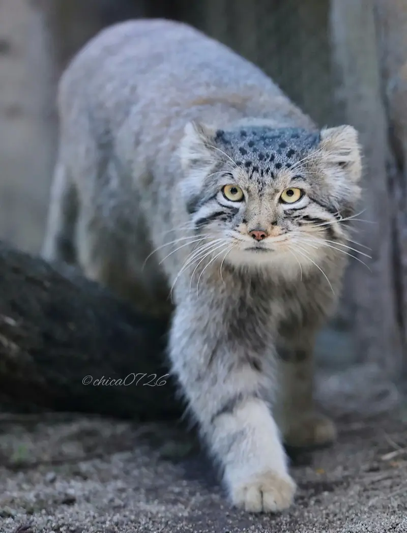 Фотография Нагому в Царстве Животных Насу