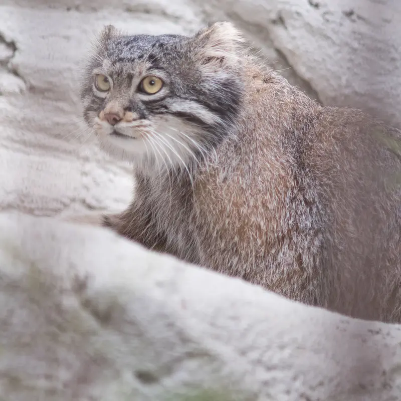 Фотография Фиги в Зоопарке Ногеяме