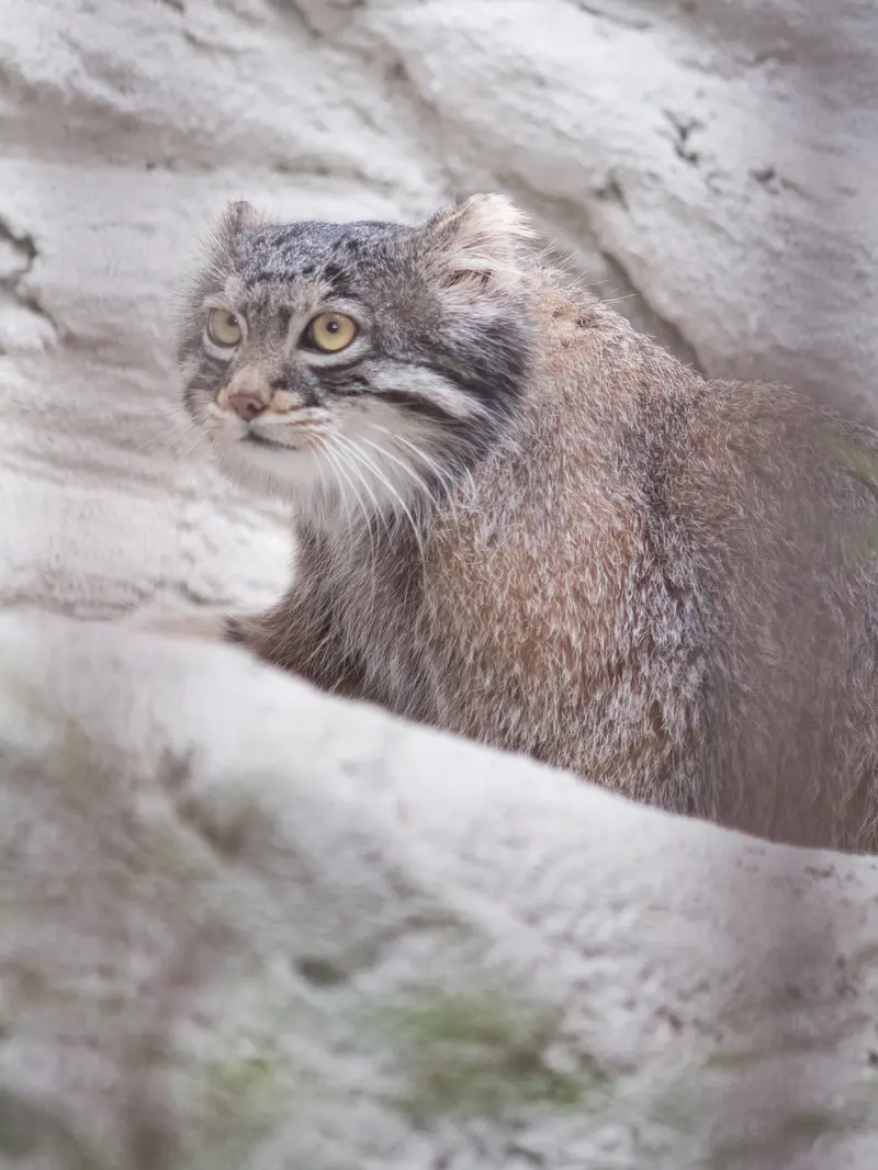 Фотография Фиги в Зоопарке Ногеяме