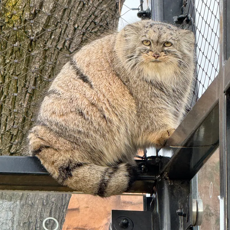 Фотография Принцессы в Пражском Зоопарке