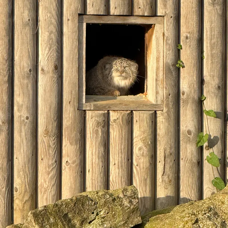 Фотография Наму в Парке диких животных Порт-Лимпн