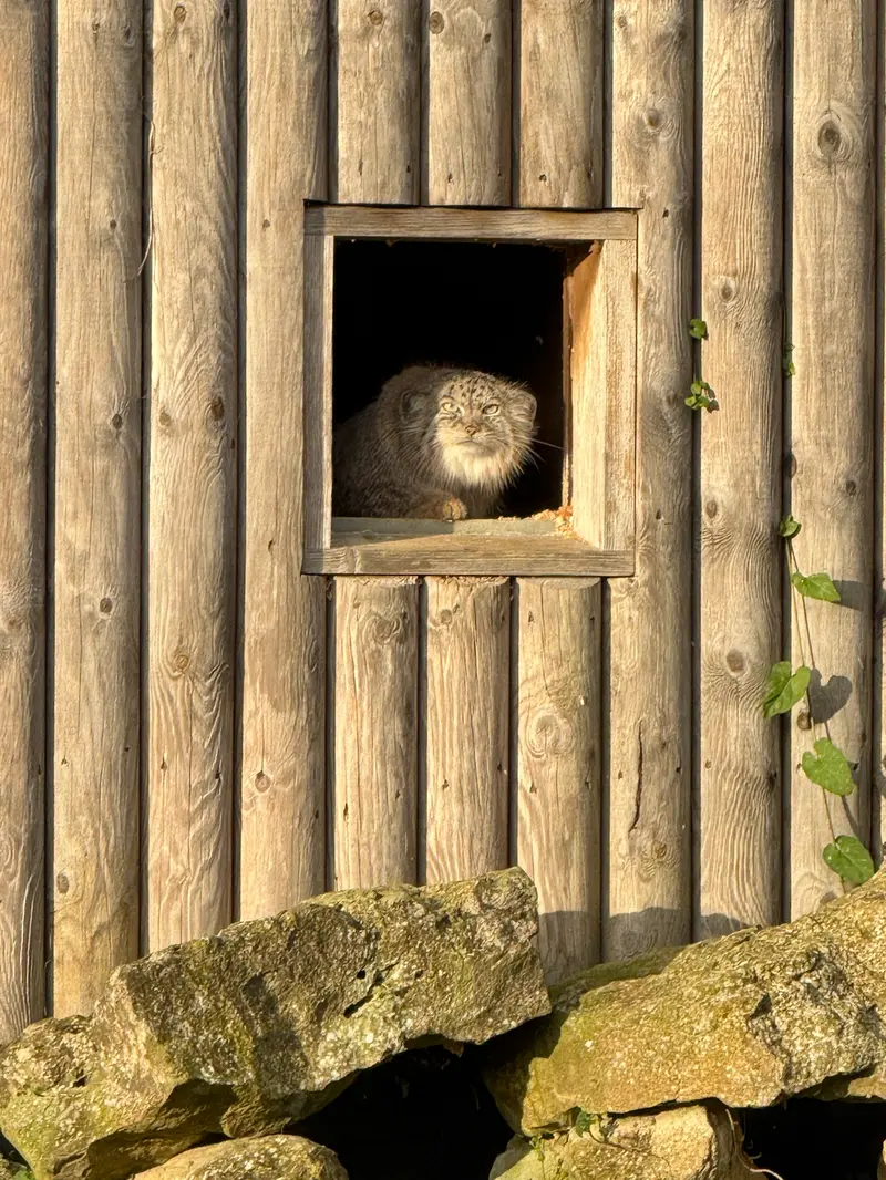 Фотография Наму в Парке диких животных Порт-Лимпн