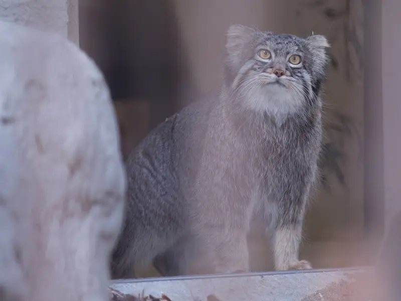 Фотография Фиги в Зоопарке Ногеяме