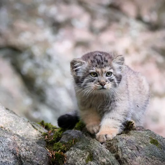 Фотография Томаса О’Мэлли в Норденс Арк
