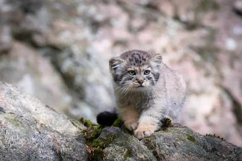 Фотография Томаса О’Мэлли в Норденс Арк