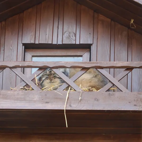 Фотография Алтая в Ижевском Зоопарке