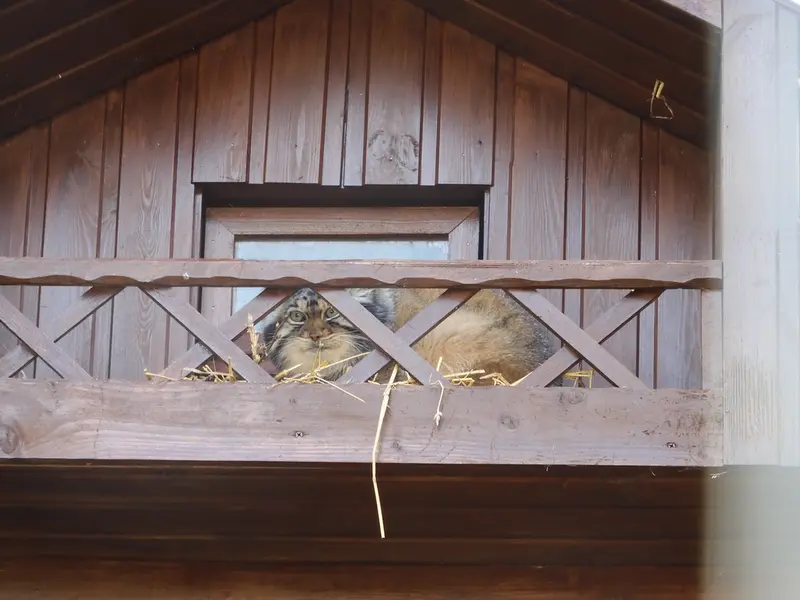 Фотография Алтая в Ижевском Зоопарке