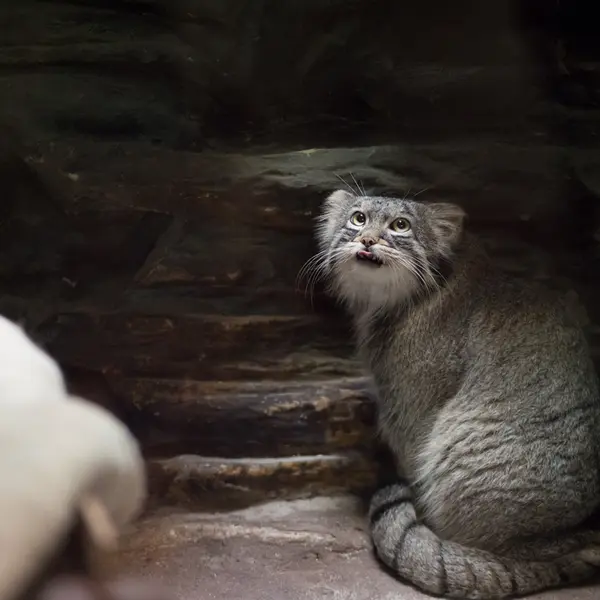 Фотография Фиги в Зоопарке Уено