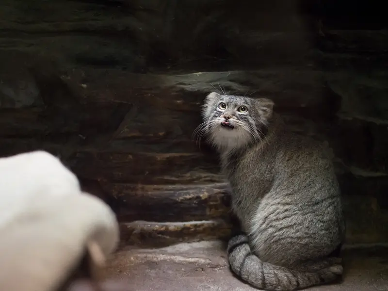 Фотография Фиги в Зоопарке Уено