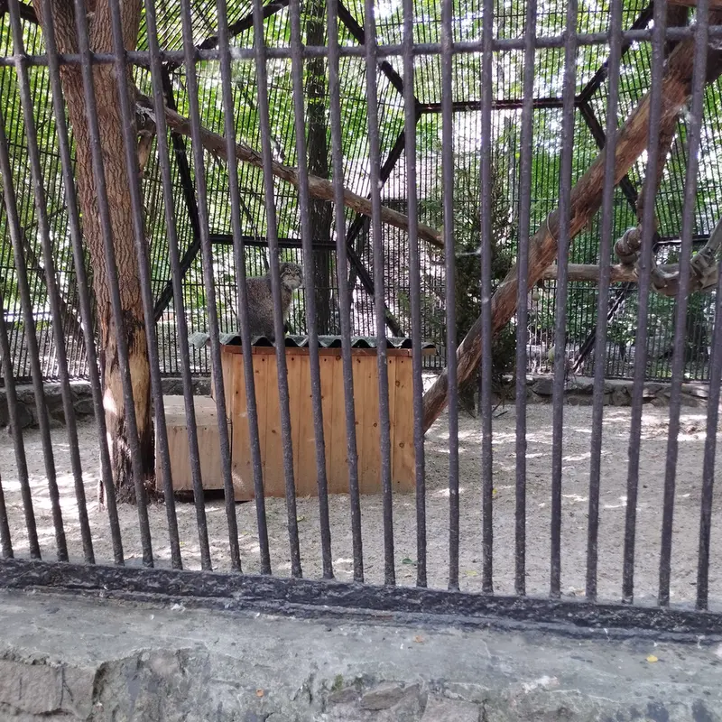 Фотография с манулом в Новосибирском Зоопарке