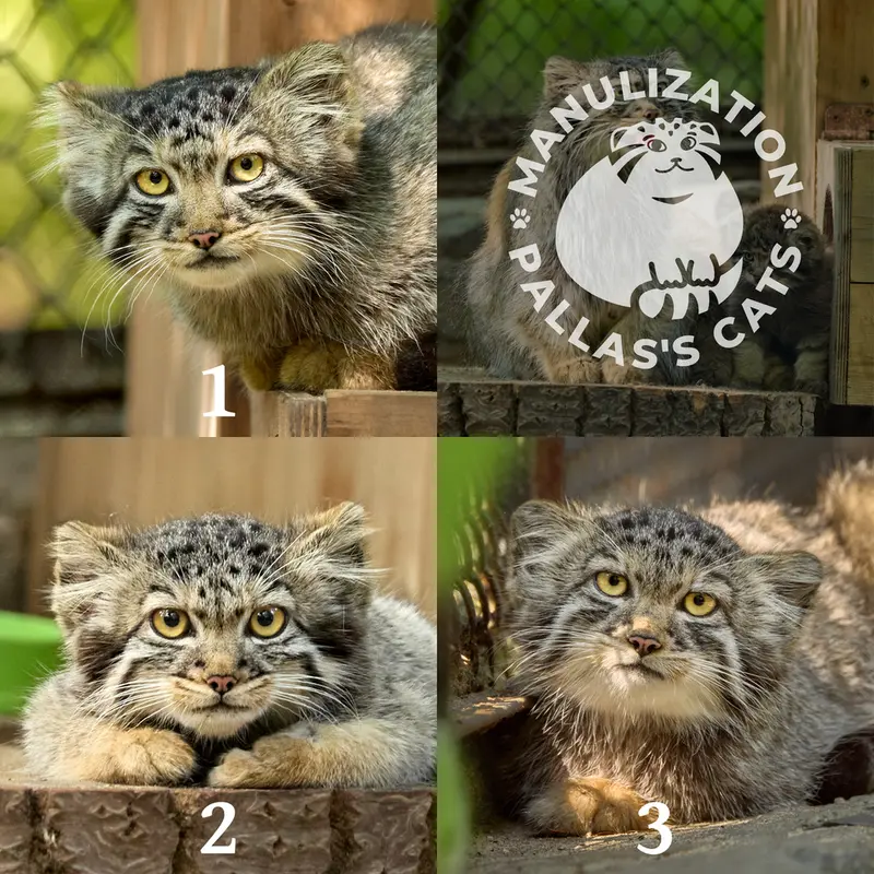 Фотография Котёнка Адели 2026 г.р. Ⅰ, Котёнка Адели 2026 г.р. Ⅱ, и Котёнка Адели 2026 г.р. Ⅲ в Новосибирском Зоопарке