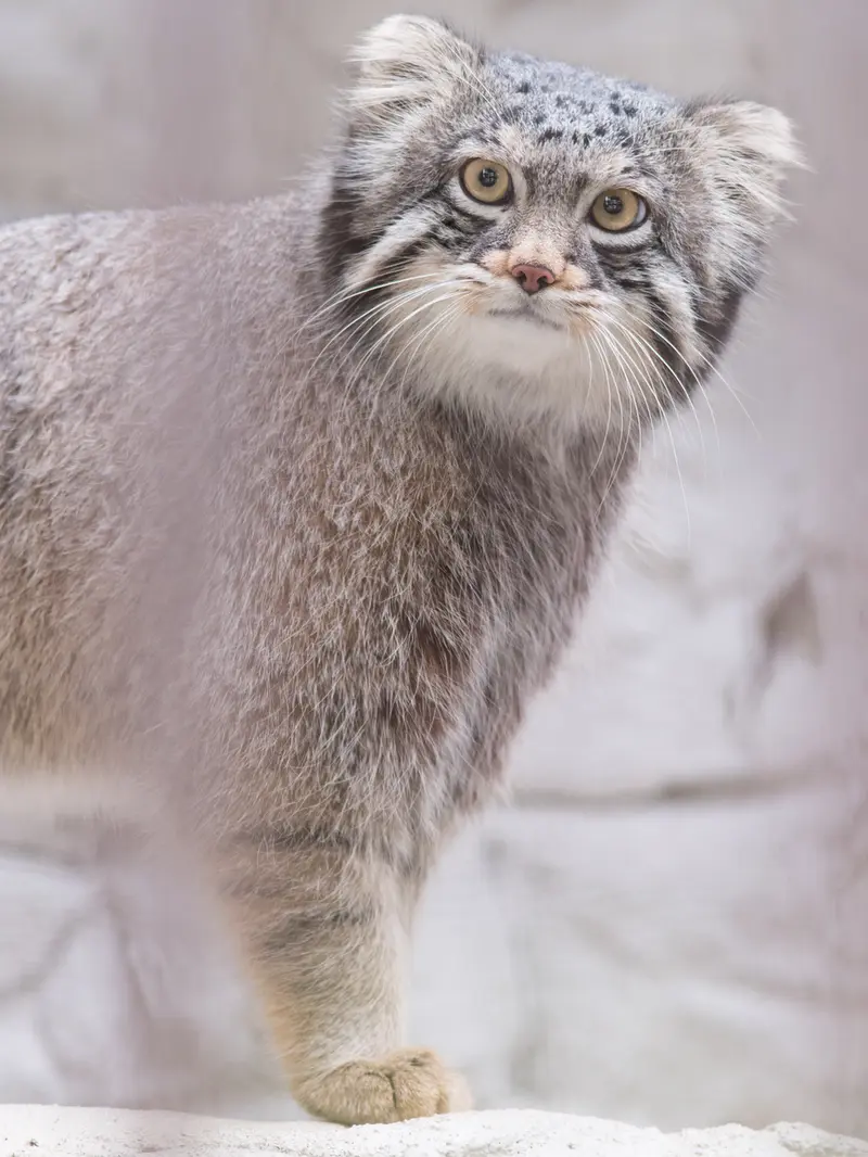 Фотография Фиги в Зоопарке Ногеяме