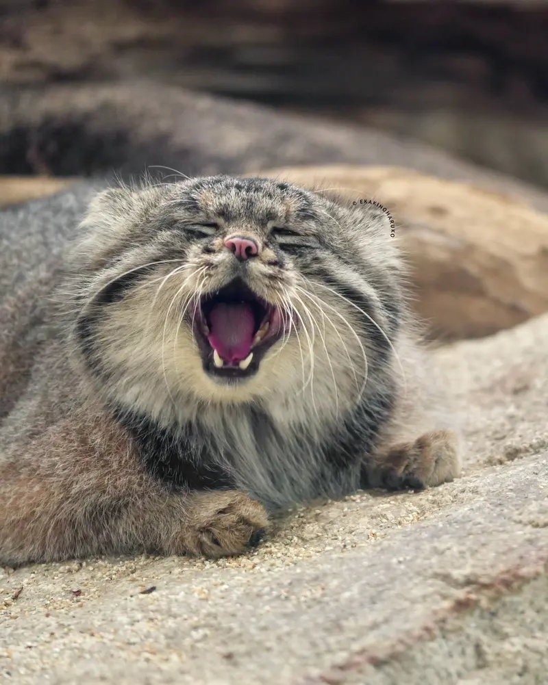 Фотография Нара в Царстве Животных Кобе