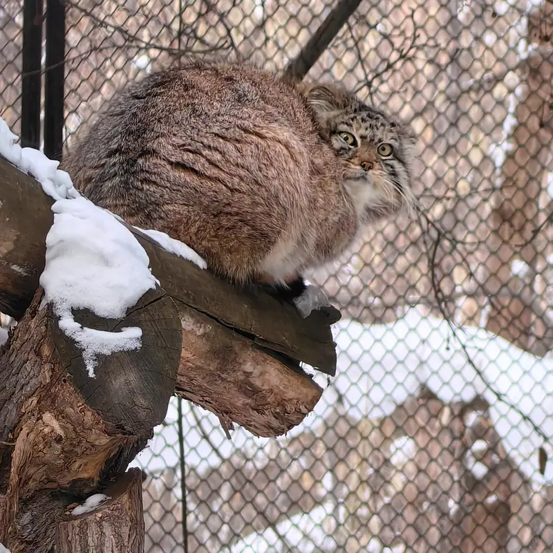 Фотография Сычика в Новосибирском Зоопарке