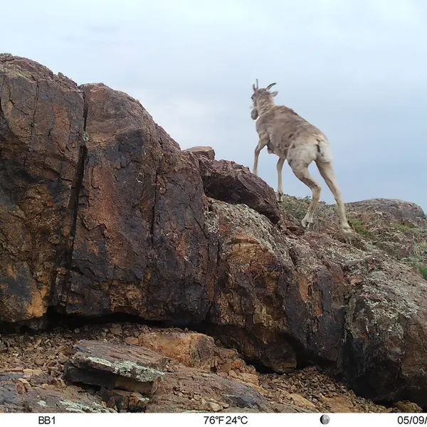 Фотография Аргали с фотоловушки Актас-Кункора