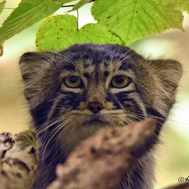 Фотография Енисея в Сафари-заповеднике Люминьи