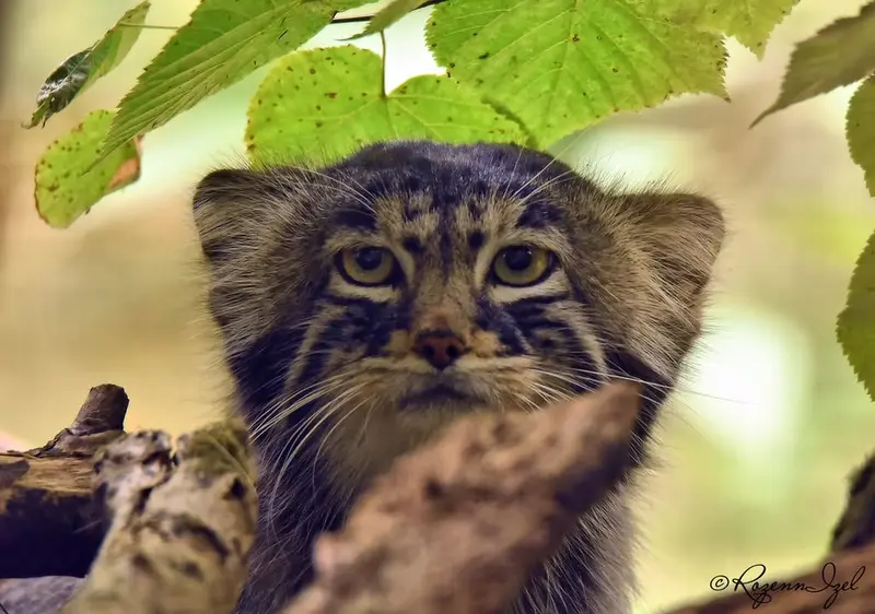 Фотография Енисея в Сафари-заповеднике Люминьи