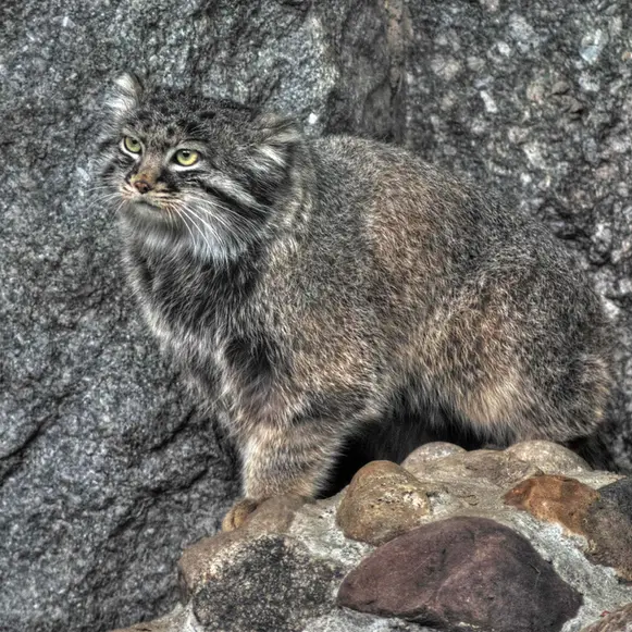 Фотография Дарлая в Московском Зоопарке