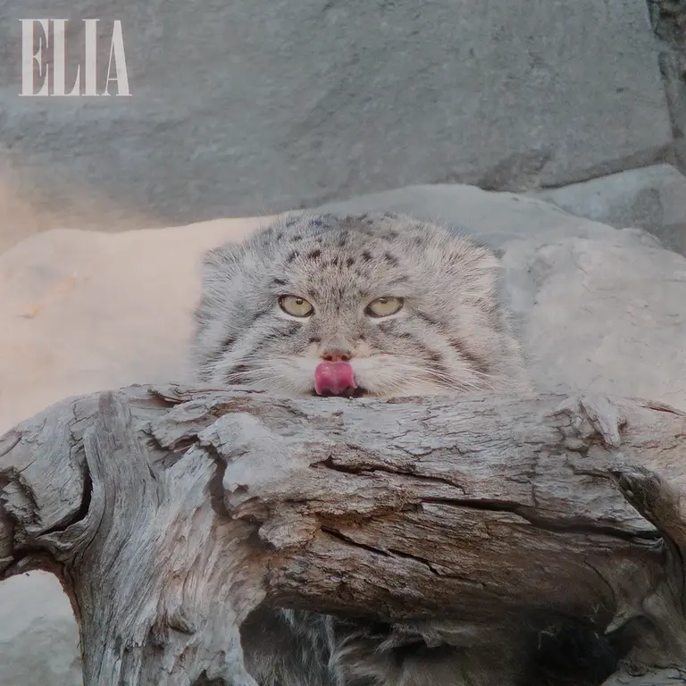 Фотография Олафа в Зоопарке Калгари / Институте Уайлдере