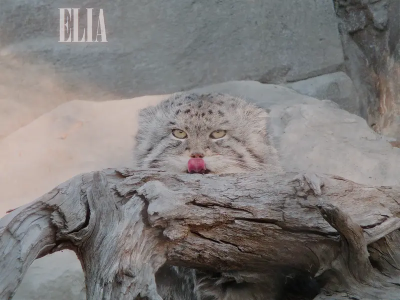 Фотография Олафа в Зоопарке Калгари / Институте Уайлдере