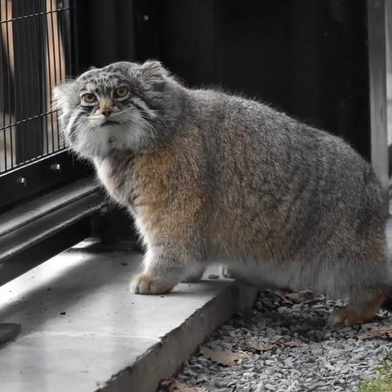 Фотография Груши в Зоопарке Асахияма