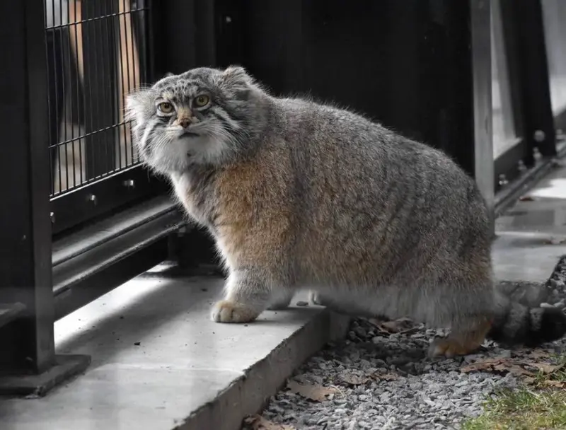 Фотография Груши в Зоопарке Асахияма