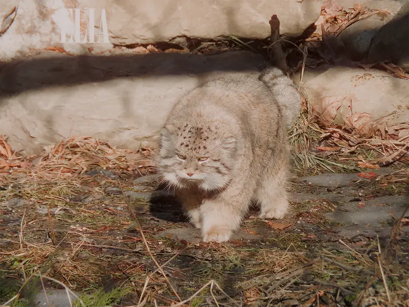 Фотография Олафа в Зоопарке Калгари / Институте Уайлдере