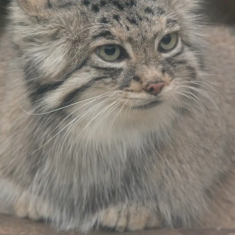 Фотография Аз в Царстве Животных Кобе