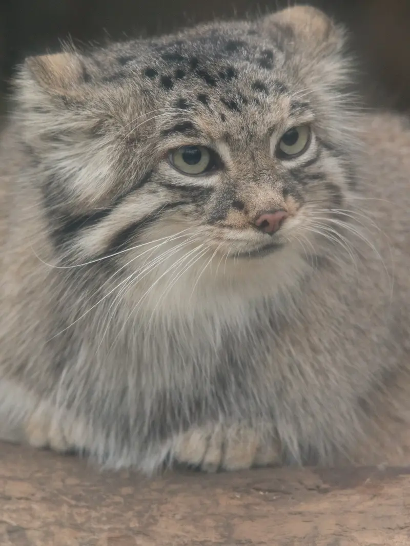 Фотография Аз в Царстве Животных Кобе