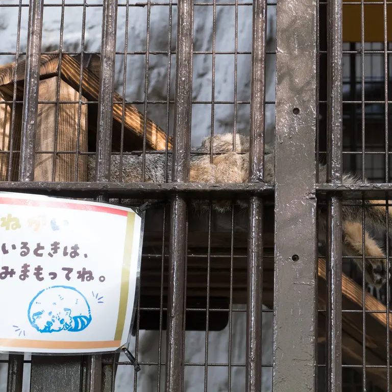 Фотография Фиги в Зоопарке Ногеяме