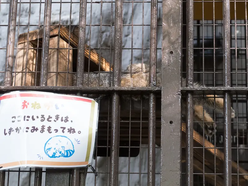 Фотография Фиги в Зоопарке Ногеяме