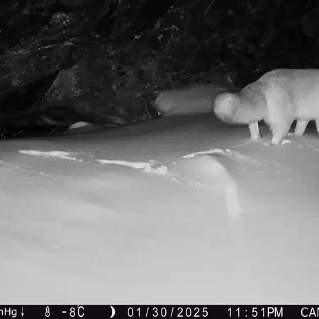 Фотография Рыжаи Лисица с фотоловушки Жунды 1