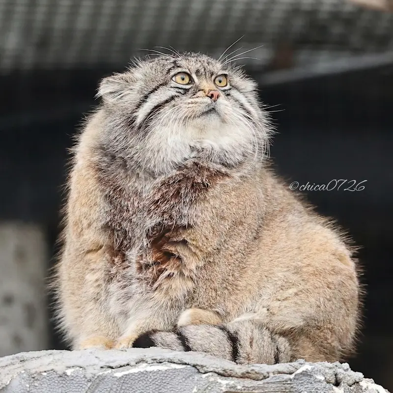 Фотография Груши в Зоопарке Асахияма
