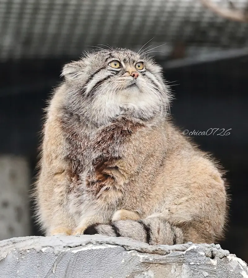 Фотография Груши в Зоопарке Асахияма