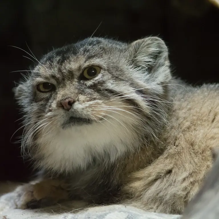 Фотография Примулы в Зоопарке Уено