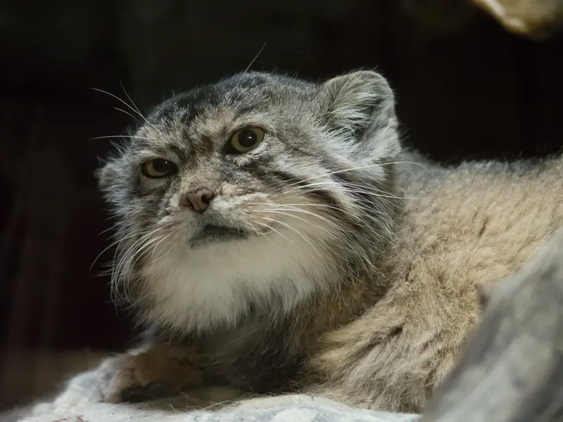 Фотография Примулы в Зоопарке Уено