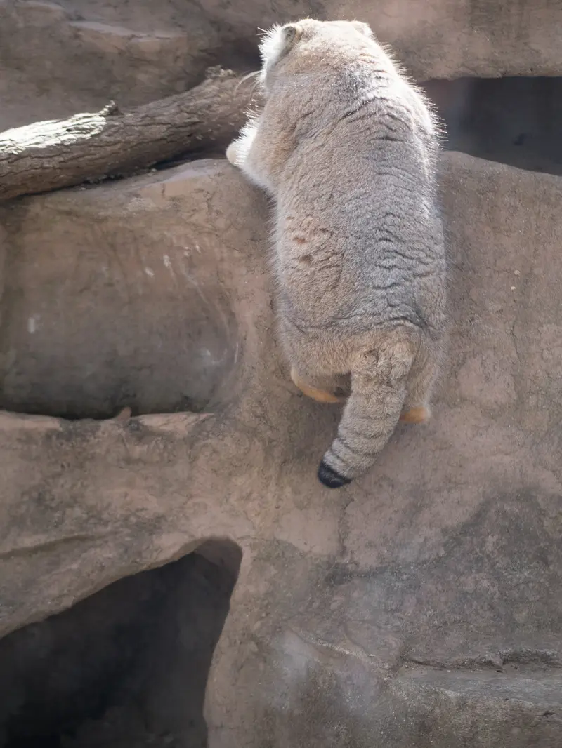 Фотография Лотоса в Детском зоопарке Сайтама