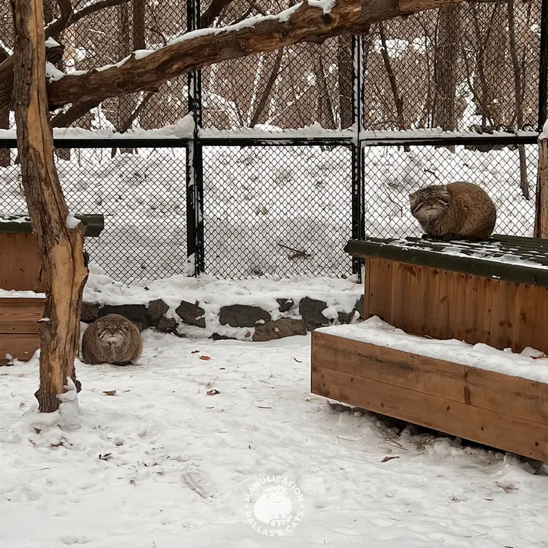 Фотография Мии в Новосибирском Зоопарке