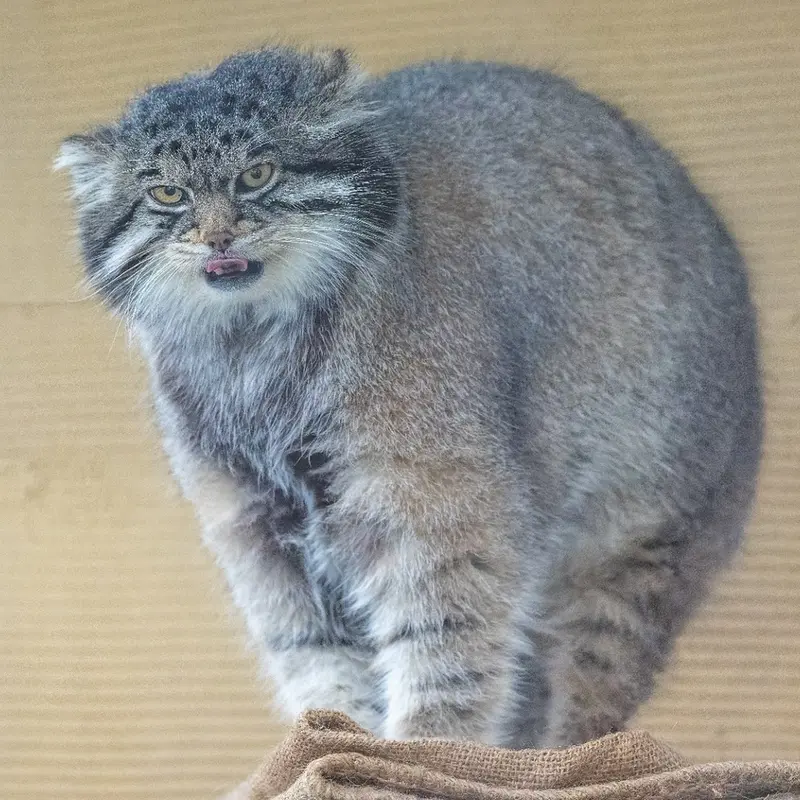 Фотография Груши в Зоопарке Асахияма