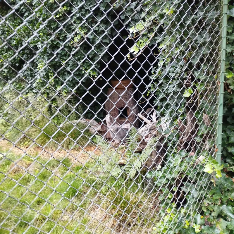 Фотография Плюши в Мюнхенском Зоопарке Хеллабрунн