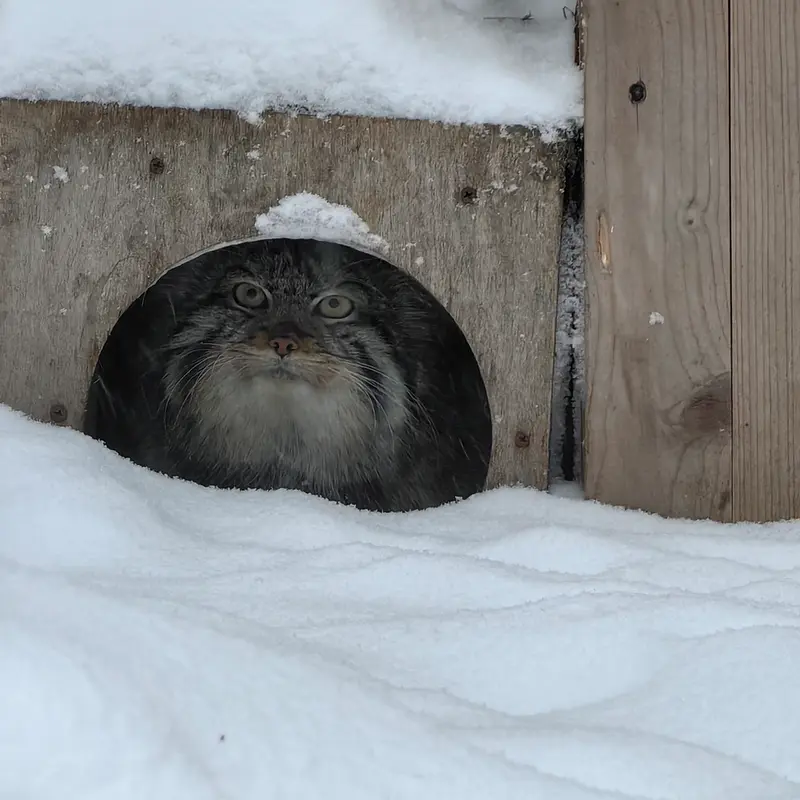 Фотография Евчонока 2023 Г.р. Ⅳ в Новосибирском Зоопарке