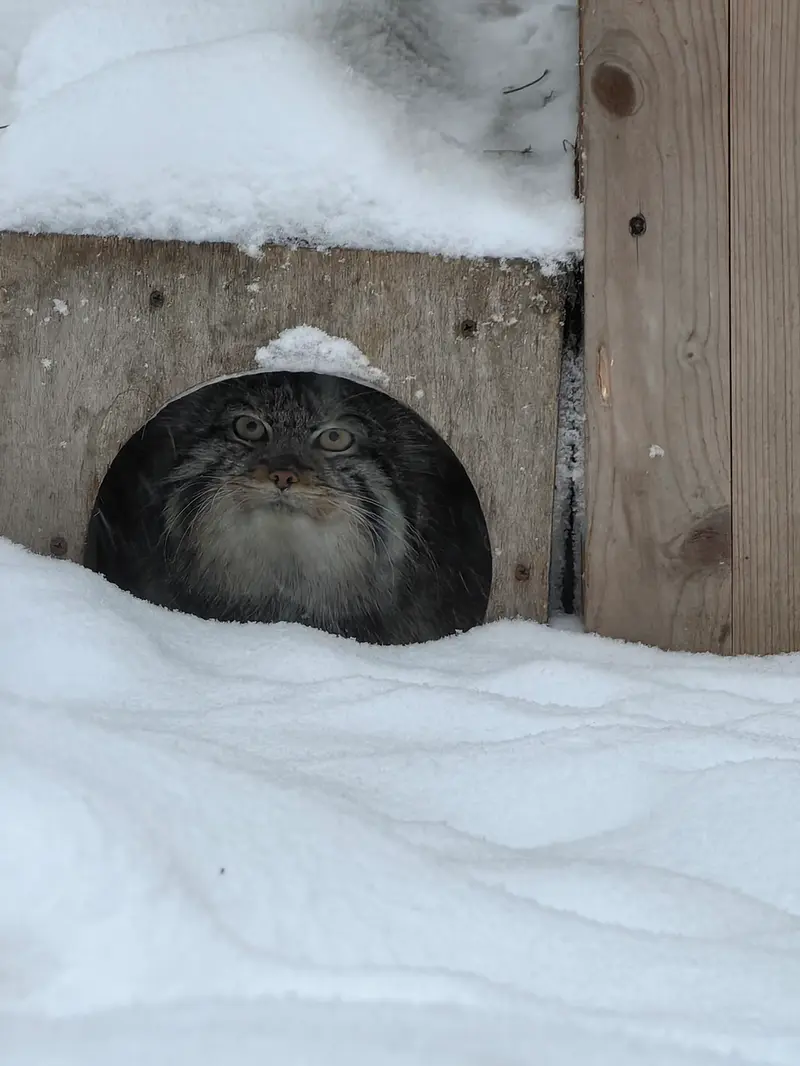 Фотография Евчонока 2023 Г.р. Ⅳ в Новосибирском Зоопарке