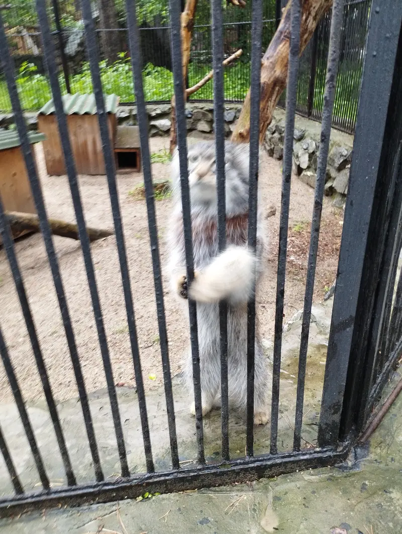 Фотография с манулом в Новосибирском Зоопарке