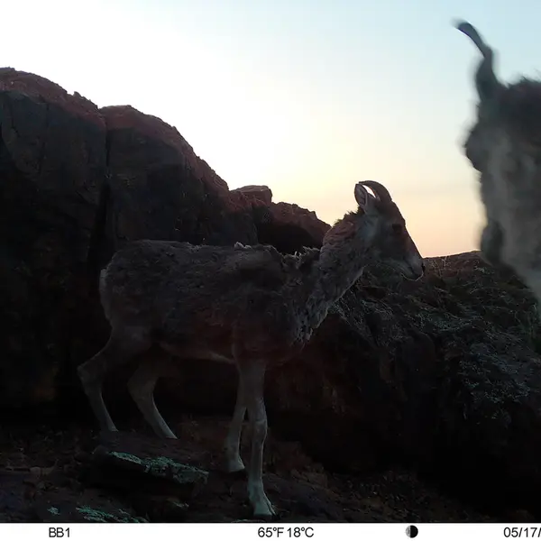 Фотография Аргали с фотоловушки Актас-Кункора