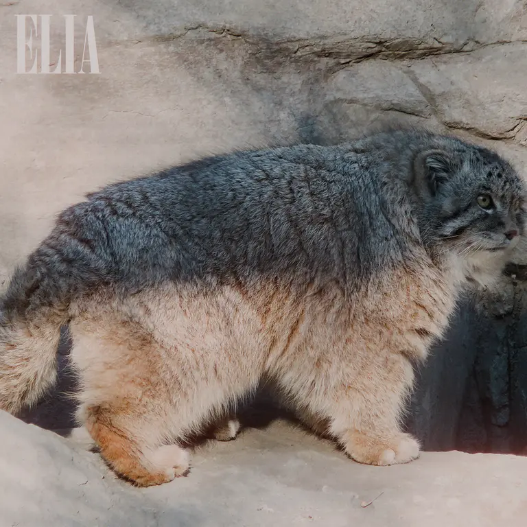 Фотография Олафа в Зоопарке Калгари / Институте Уайлдере