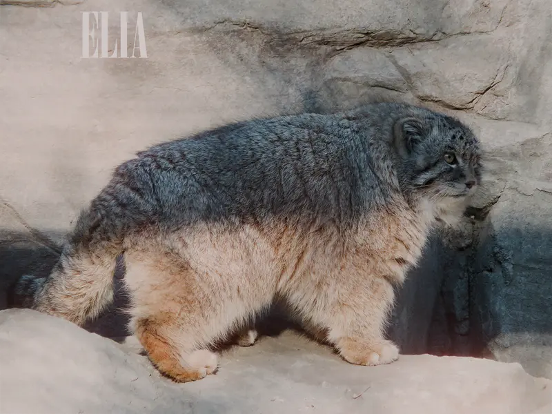 Фотография Олафа в Зоопарке Калгари / Институте Уайлдере