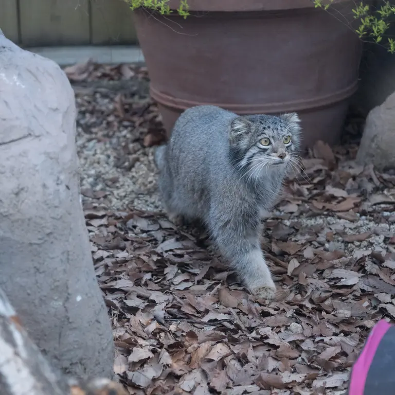 Фотография Ото в Детском зоопарке Сайтама