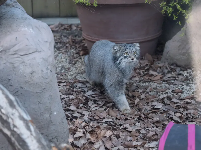 Фотография Ото в Детском зоопарке Сайтама